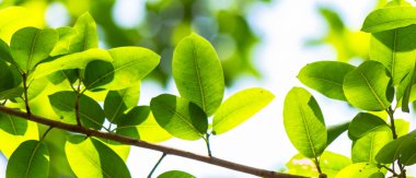 Arkadan aydınlatmalı ağaç beyaz arka plan yaprakları