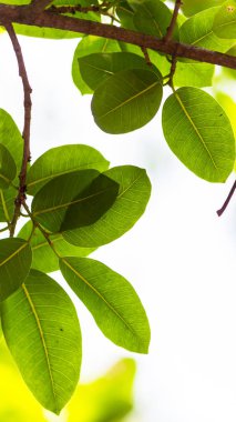 Arkadan aydınlatmalı ağaç beyaz arka plan yaprakları