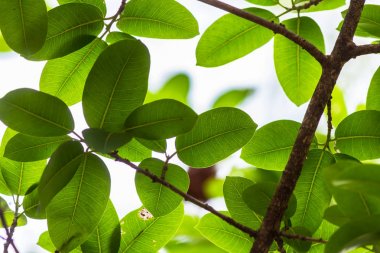 Arkadan aydınlatmalı ağaç beyaz arka plan yaprakları