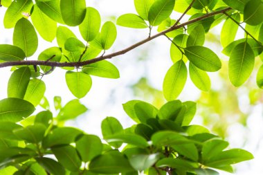 Arkadan aydınlatmalı ağaç beyaz arka plan yaprakları