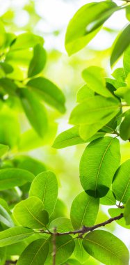 Arkadan aydınlatmalı ağaç beyaz arka plan yaprakları