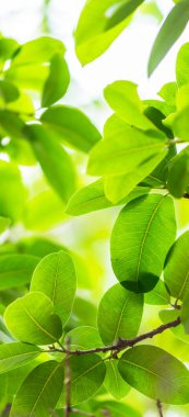 Arkadan aydınlatmalı ağaç beyaz arka plan yaprakları