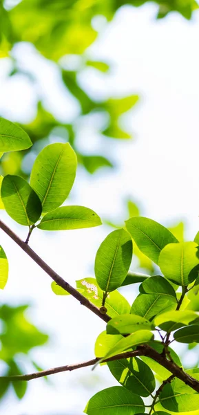 Hinterleuchteter Baum hinterlässt weißen Hintergrund — Stockfoto