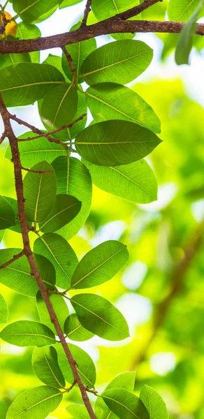 Arkadan aydınlatmalı ağaç beyaz arka plan yaprakları