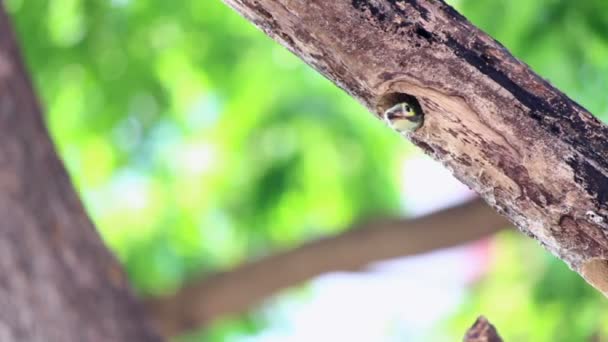 Jejak Burung Pelatuk Hijau Limbah Makanan Pembuangan Dari Sarang Taman — Stok Video