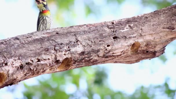 影片绿色木鸟喂养幼鸟从巢在家庭花园夏天 — 图库视频影像