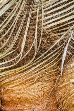 Hindistan cevizi Yaprağı kılıfı Sanat soyut.