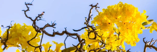 Close up Paraguayan silver trumpet tree. — Stock Photo, Image