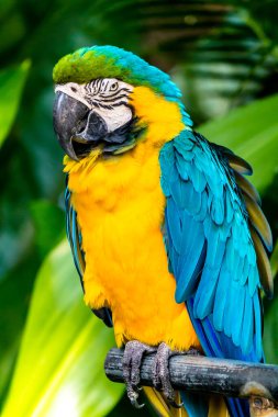 Kapalı Güzel Sarı ve Mavi Macaw Bahçede uzuvlarda.