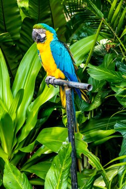 Kapalı Güzel Sarı ve Mavi Macaw Bahçede uzuvlarda.