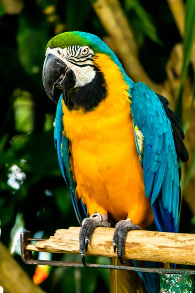 Closed Beauty Yellow Blue Macaw Limb Garden — Stock Photo, Image