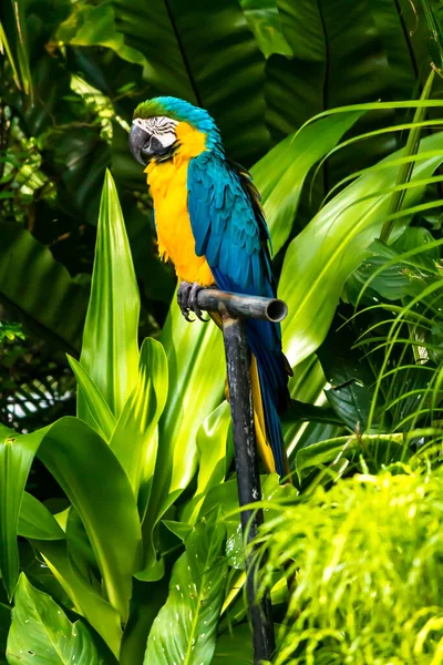 Fechado Beleza Amarela Azul Macaw Membro Jardim — Fotografia de Stock