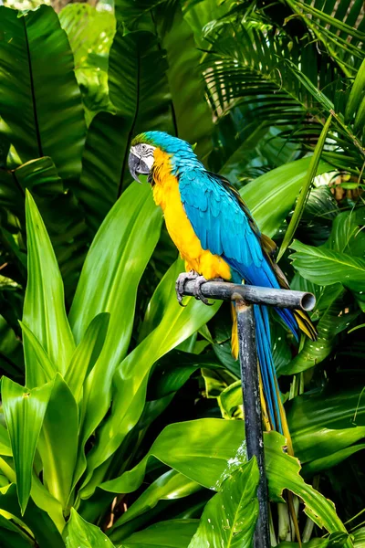 Fechado Beleza Amarela Azul Macaw Membro Jardim — Fotografia de Stock