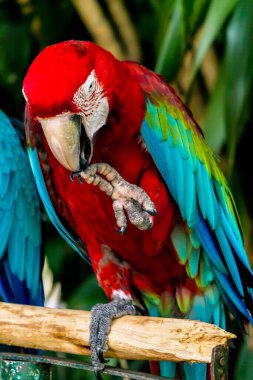 Kapalı Güzel Kırmızı Papağan Bahçede uzuvlarda.
