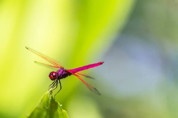 Libélula Metálica Posada Sobre Una Hoja Junto Río Jardín —  Fotos de Stock