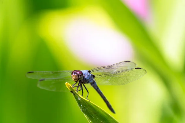 Libellule Métallique Perchée Sur Une Feuille Par Une Rivière Dans — Photo