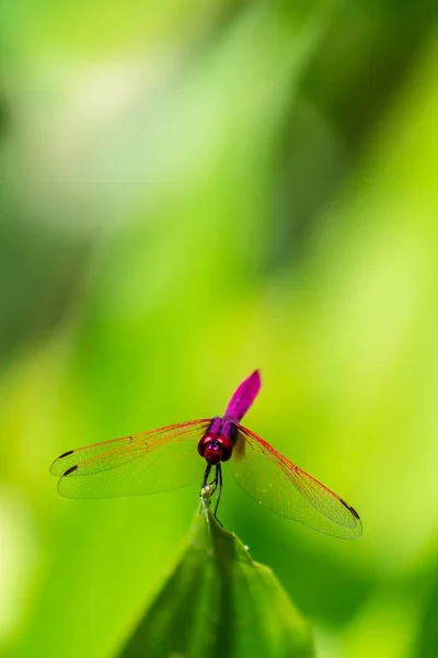 Metallic Dragonfly Perched Leaf River Garden — Stock Photo, Image