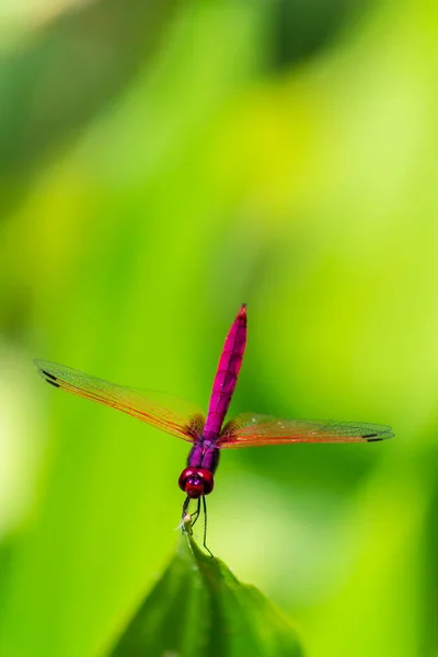 Metallic Dragonfly Perched Leaf River Garden — Stock Photo, Image