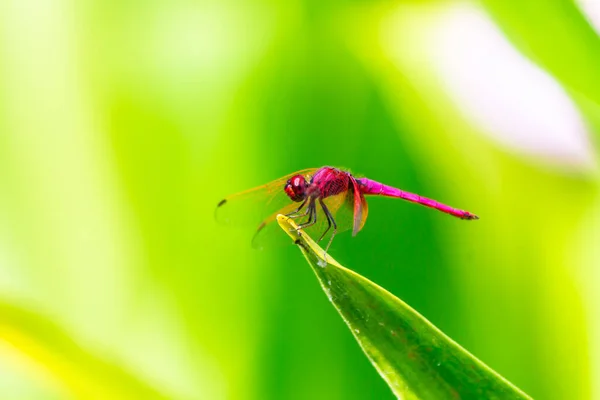 Metallic Libelle Een Blaadje Bij Een Rivier Tuin — Stockfoto