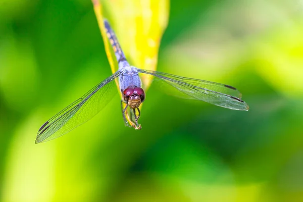 Metallische Libelle Thront Auf Einem Blatt Einem Fluss Garten — Stockfoto
