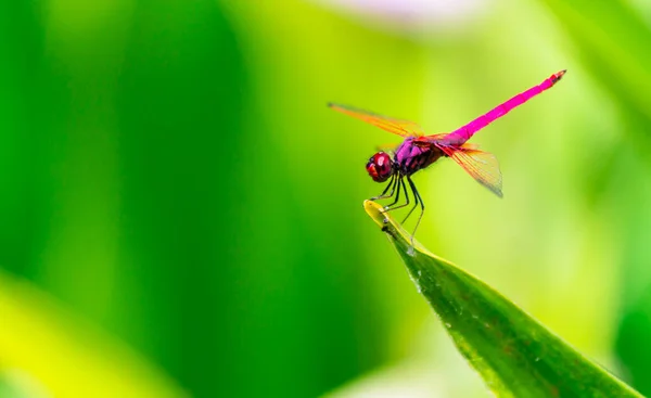 Metallische Libelle Thront Auf Einem Blatt Einem Fluss Garten — Stockfoto