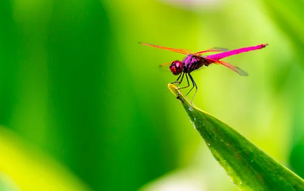 Kovová Vážky Sedí Listu Řeky Zahradě — Stock fotografie