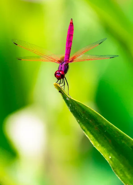 Metallische Libelle Thront Auf Einem Blatt Einem Fluss Garten — Stockfoto