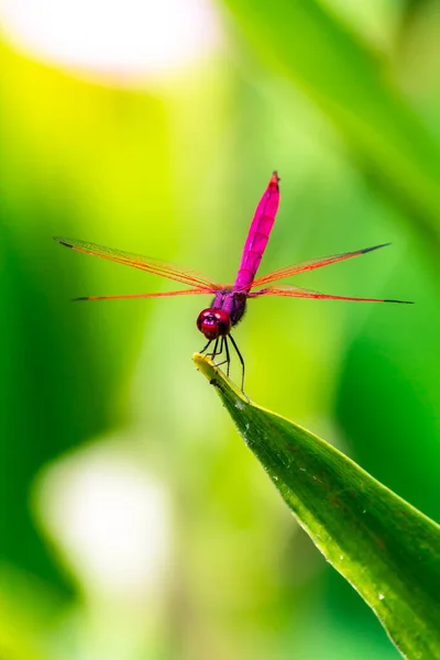 Metallic Dragonfly Perched Leaf River Garden — Stock Photo, Image