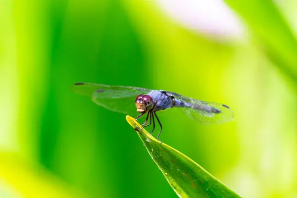 Kovová Vážky Sedí Listu Řeky Zahradě — Stock fotografie