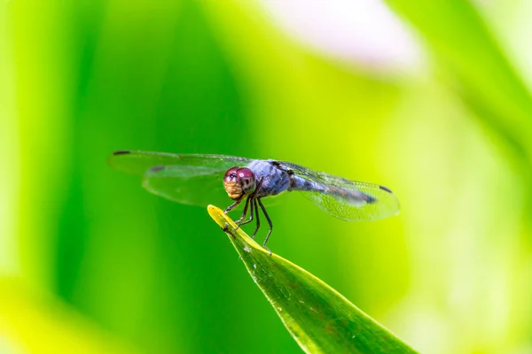 Libellule Métallique Perchée Sur Une Feuille Par Une Rivière Dans — Photo