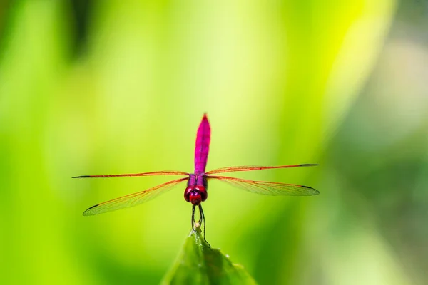 Metallic Libelle Een Blaadje Bij Een Rivier Tuin — Stockfoto