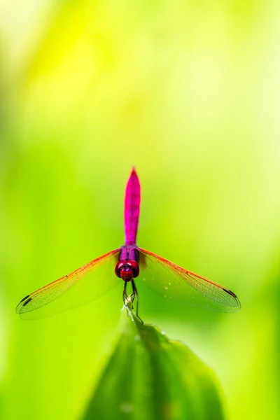 Metallic Dragonfly Perched Leaf River Garden — Stock Photo, Image
