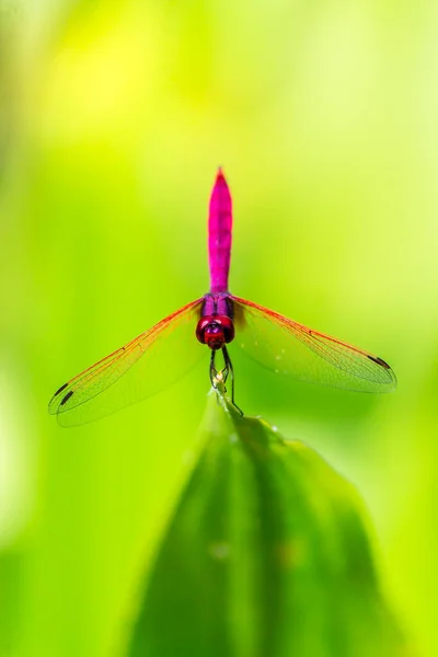 Metallic Dragonfly Perched Leaf River Garden — Stock Photo, Image