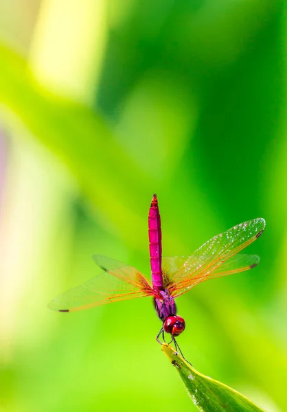 Metallic Dragonfly Perched Leaf River Garden — Stock Photo, Image