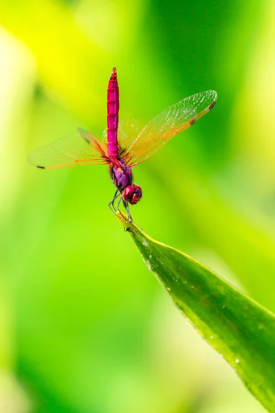 Metallic Dragonfly Perched Leaf River Garden — Stock Photo, Image