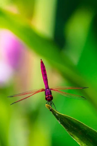 Metallic Dragonfly Perched Leaf River Garden — Stock Photo, Image