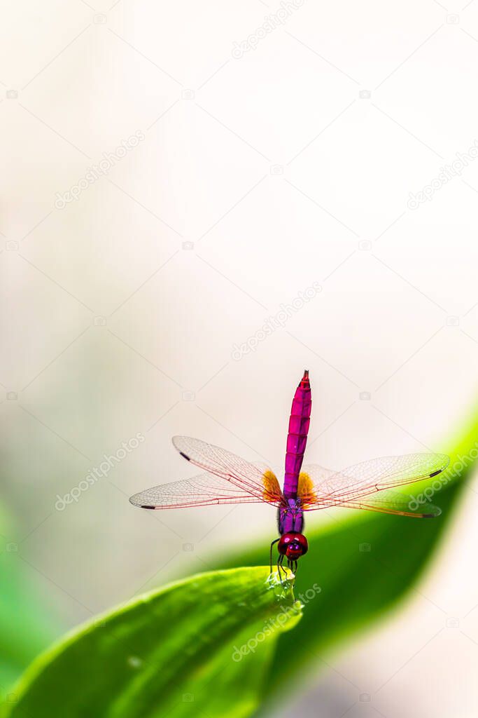 Metallic dragonfly perched on a leaf by a river in the garden.