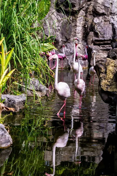 Flamingos Stehen Sommer See Und Finden Nahrung — Stockfoto