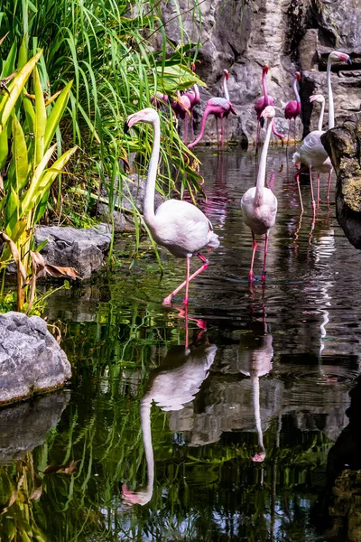 Flamingos Stehen Sommer See Und Finden Nahrung — Stockfoto