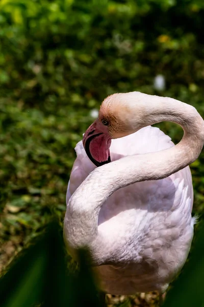 Flamingo Vogels Staan Vinden Voedsel Het Meer Zomer — Stockfoto