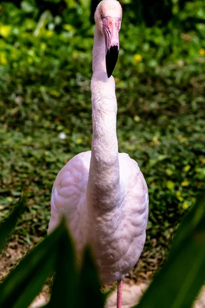 Flamingo Vogels Staan Vinden Voedsel Het Meer Zomer — Stockfoto