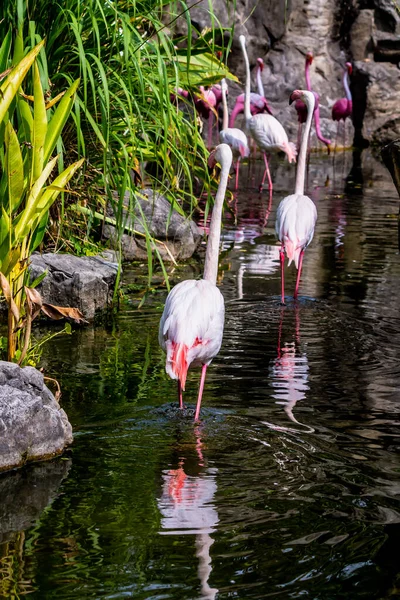 Flamingos Stehen Sommer See Und Finden Nahrung — Stockfoto