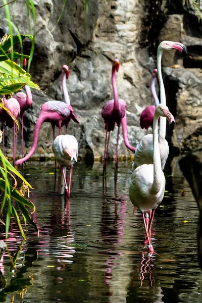 Фламинго Птиц Стоя Найти Пищу Озере Летом — стоковое фото