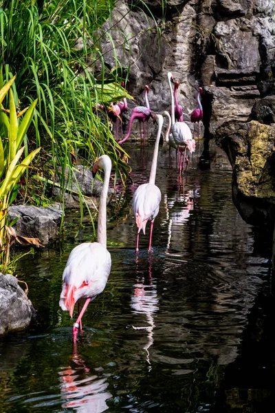 Flamingos Stehen Sommer See Und Finden Nahrung — Stockfoto