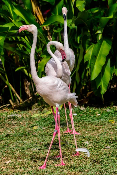 Flamingos Birds Standing Find Food Lake Summer — Stock Photo, Image