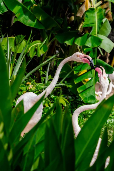 Flamingos Stehen Sommer See Und Finden Nahrung — Stockfoto