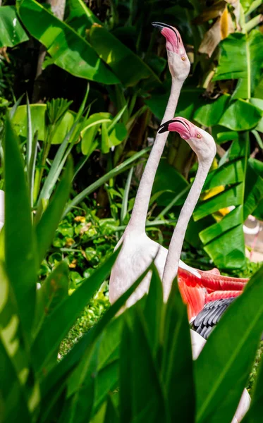 Flamingo Vogels Staan Vinden Voedsel Het Meer Zomer — Stockfoto