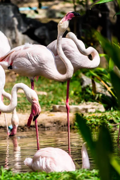 Flamingos Stehen Sommer See Und Finden Nahrung — Stockfoto