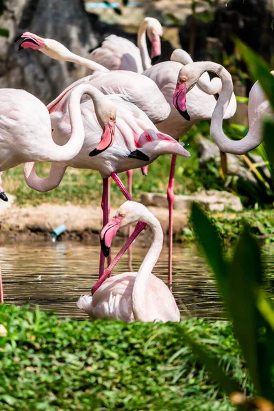 Flamingos Stehen Sommer See Und Finden Nahrung — Stockfoto