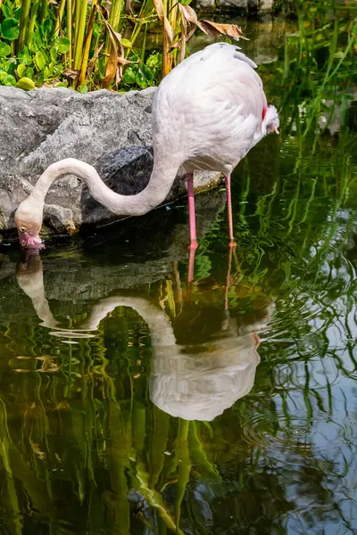 Фламинго Птиц Стоя Найти Пищу Озере Летом — стоковое фото